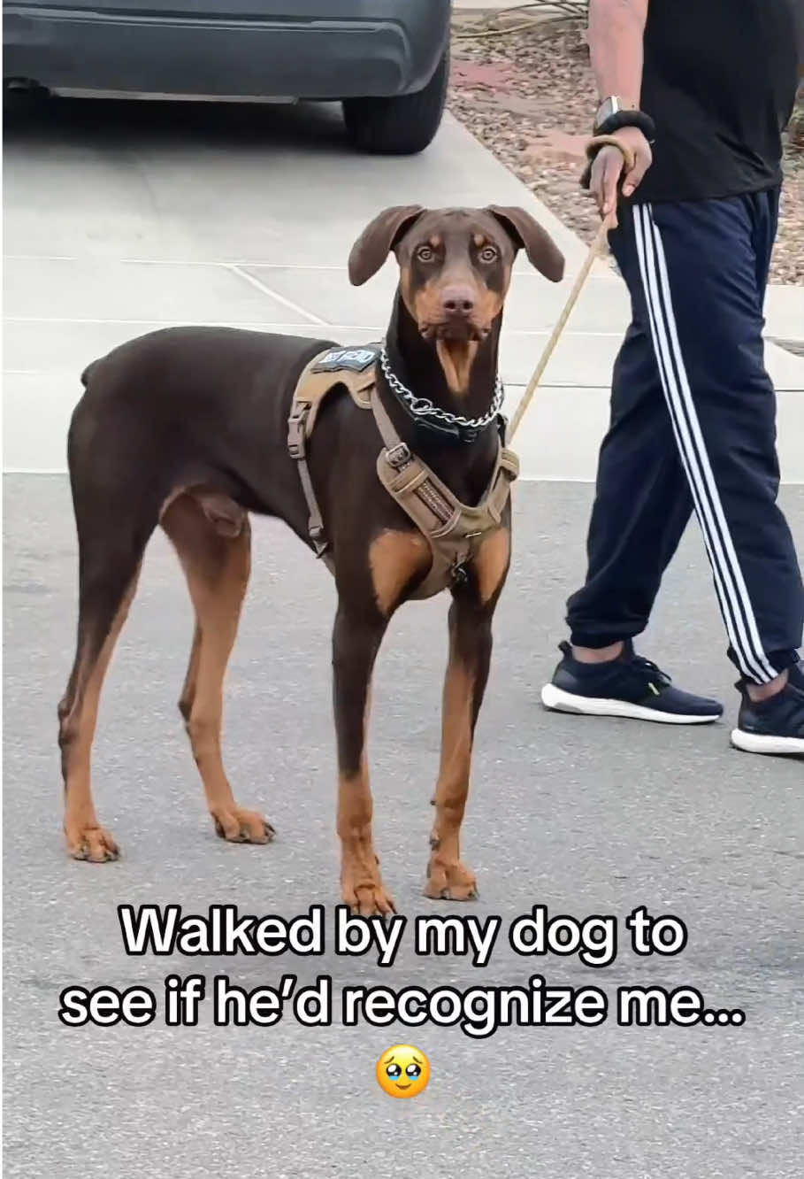 Walking past my dog to see if it notices me🚶#fyp #dog #animal #walk #mom 