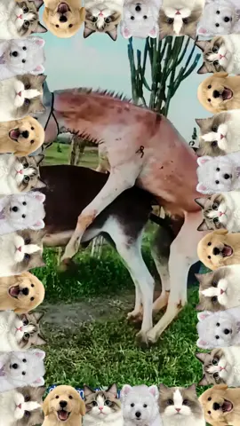 #foryou #dogmeetingpuppy #unfreezemyaccoun  #growmyaccount #virltiktok #viralvideos #foryoupagee  #satndwithkashmir #noteligible #unfreezaccount #animalmeetin