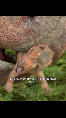 #Documentary #Dinosaurs #Prehistoric #Animals #tiktok 