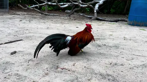 Aztec x Mini Fenix at 6 months 
