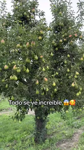 Ya andamos con todo en la Peras #trabajo #agricultura #farmlife #amazing #fruit #farming #viralvideo #tiktok #pear #farm #usa🇺🇸 #agriculture 