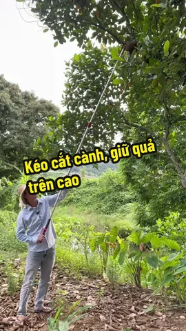 Kéo cắt cành, giữ quả trên cao tiện lợi dài 3 m#baobacbo #keocatcanh #xuhuongtiktok 