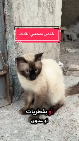 لماذا القطط مهوسة بالنظافة معلومات حديدة لمحبي الفطط #قطط #قط #catsoftiktok #catlover 