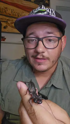 The Vinegaroon is becoming my favorite arachnid #vinegaroon #fyp #whipscorpion #nature #arachnid #AnimalFacts 
