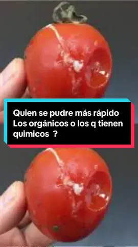 Se pudren más rápido los productos orgánicos? 😳🍎 ¡Sí! Y no es algo malo, es porque están vivos y no llenos de químicos. 💀🧬 Te explico todo en este video 👇 #Microbiología #CienciaParaTodos #ProductosOrgánicos #AlimentosNaturales #EstherCortez #Microbiolab #Salud #SinConservantes #Frutas #Verduras #TikTokCientífico #EducaciónConCiencia