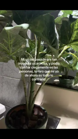 #contenido #catsoftiktok #fouryoupage #paratiiiiiiiiiiiiiiiiiiiiiiiiiiiiiii #xyzbcafypシ #xyzbcafypシ #viral_video #paratiiiiiiiiiiiiiiiiiiiiiiiiiiiiiiiiii🦋 