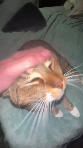 I FEEL THAT TOXIC DNA 🧬😡😡😡 #dna #dukecage #duke #dukeyboy #loveandlighttv #mike #monty #king #cat #emotional 