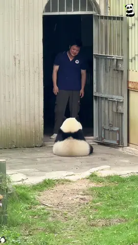 Panda 🐼 Pretty Little Baby #fyp #funny #panda #cute #pandas #pandafunnyvideo #pandababy #Love #pandapuppy #tiktok #core #kungfupanda #usa 