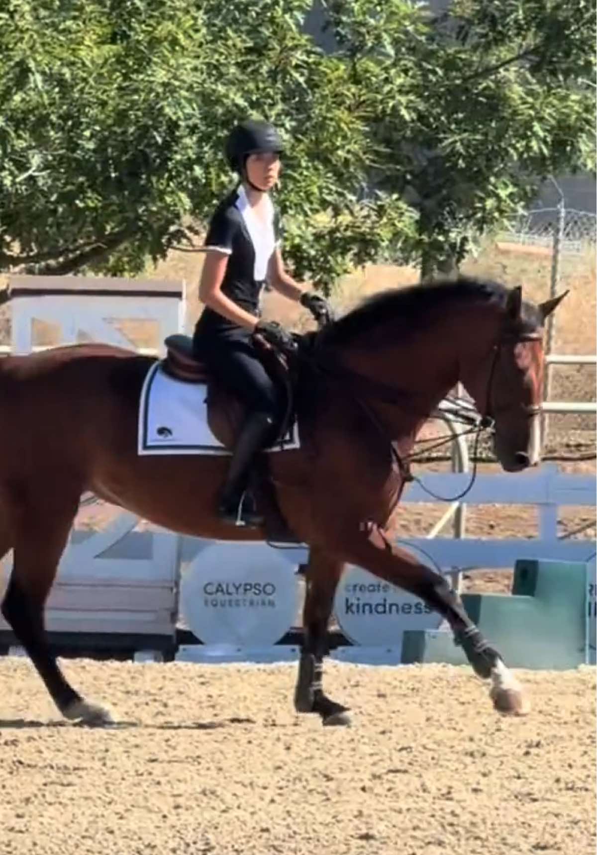 back home for a bit and then woodside 🔜  #allure #horses #horsesoftiktok #viral #fyp 