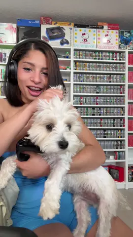 He was not amused at all 😭#dogsoftiktok #olebrandselect 