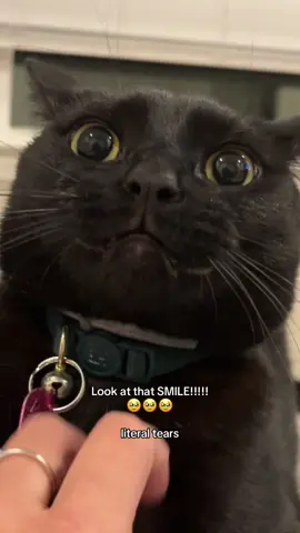 Tell me you have the cutest cat without telling me you do. I’ll show you instead 🥹🐈‍⬛ MY BB!!!!!🥹🥹🥹😭😭😭 #cats #catsoftiktok #blackcat #cutecatvideos #fypツviral 