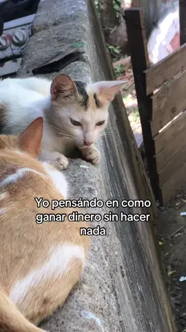 #gato #viral#fyp #paratii 