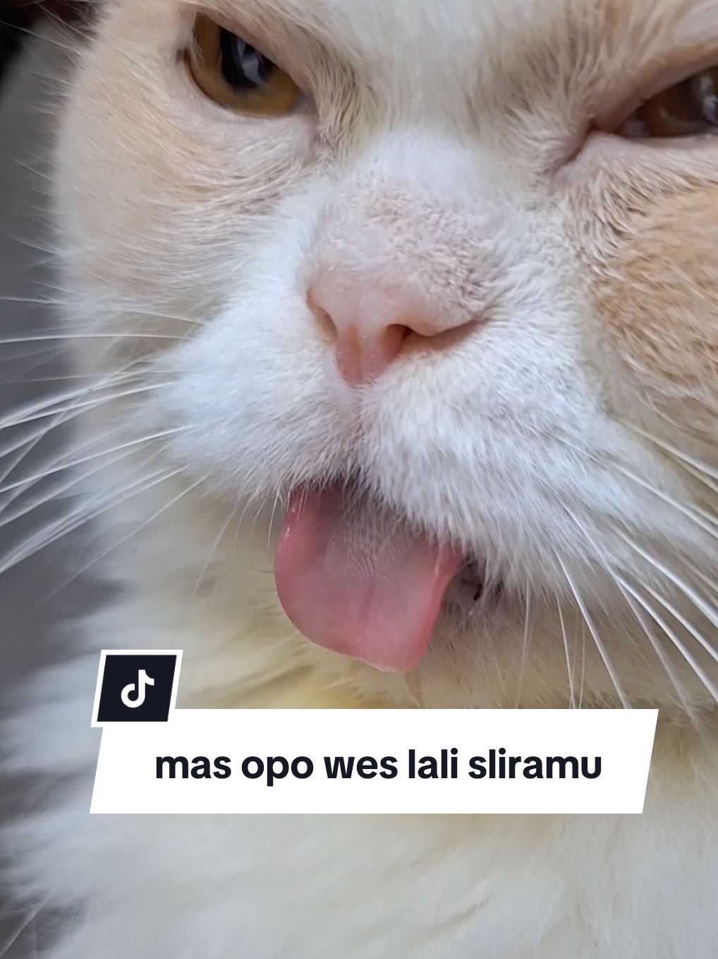 mas opo wes lali sliramu #kucingtiktok #kucingmelet #melet #nonakimmy 