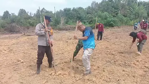 》Personel - BRIPKA DEDY IRAWAN (Bhabinkamtibmas) 》Giat / CB : Melaksanakan kegiatan penanaman jagung hibrida di lahan ketahanan pangan desa Guci seluas 1 hektar 》Sasaran : Tanah kas ketahanan pangan desa guci Kec. Bulik Kab. Lamandau. Prov. Kalteng. 》Tempat : Lahan ketahanan pangan desa guci kec. Bulik Kab. Lamandau  》Tujuan - Menanam bibit jagung dalam pelaksanaan program penanaman  jagung 1 Hektar satu desa , di Desa Guci. - Bersama-sama ikut dalam menyukseskan swasembada jagung yang menjadi program unggulan bapak Presiden RI.  》Hasil yang dicapai : - luasan Lahan di perkirakan Kurang lebih 1 Hektar. - lahan tersebut digunakan untuk sistem tumpang sari tanam sayur dan buah. Selama kegiatan berjalan aman dan kondusif