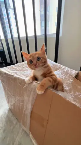 Listen:meowww~ 🐱 #cat #funny #foryou #funnyvideos #catsoftiktok #meow #fyp 