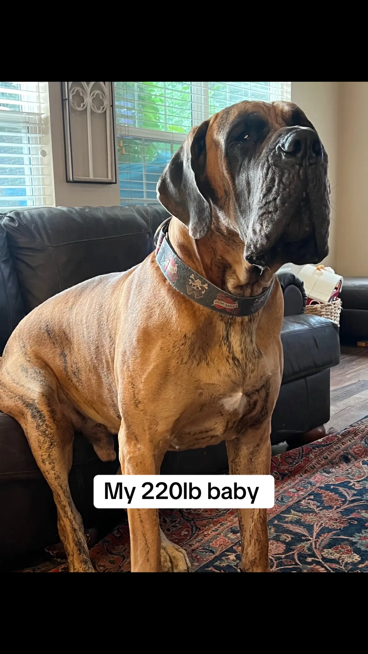 #greatdane #greatdanesoftiktok 