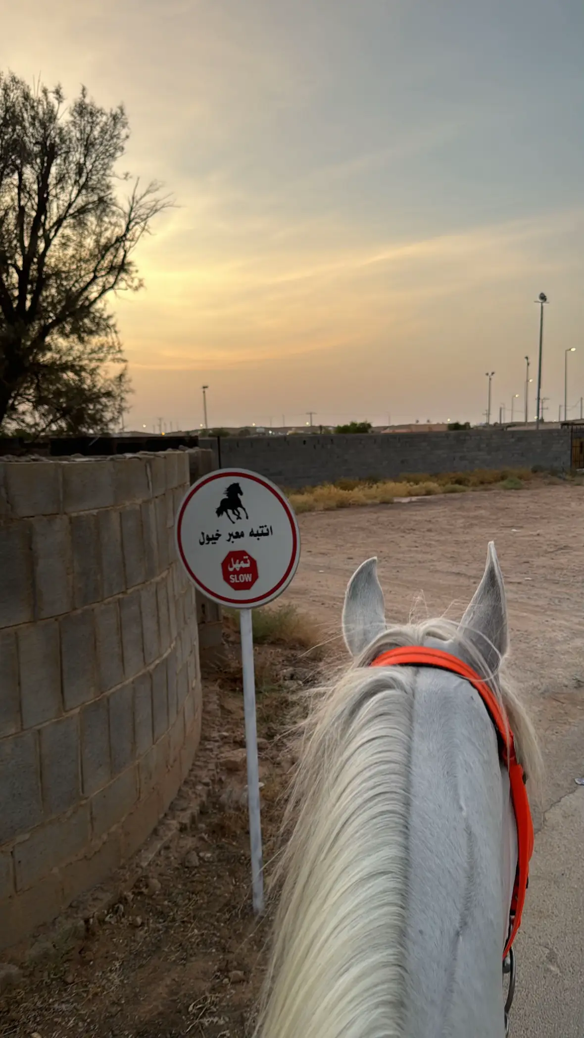 ❤️❤️#CapCut #foryoupage #المجمعه #خيل_وخياله🐎 #القصيم #شقراء #جامعة_المجمعه 