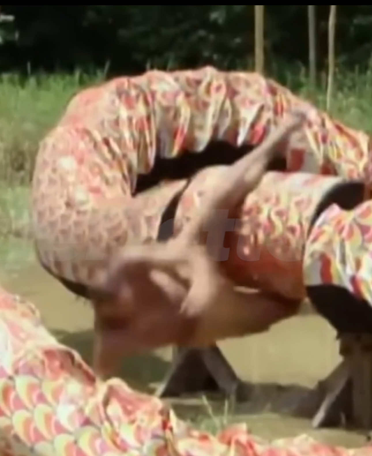 Jeff is flabbergasted that nobody knew how to play his favorite crawl on the snake game… 😣😩🐍 Survivor is a groundbreaking reality competition where strangers are stranded in a remote location and must build shelter, find food, and compete in intense challenges, all while navigating shifting alliances and social dynamics. Each round ends with a dramatic tribal council, where players vote one of their own out of the game. With twists, betrayals, blindsides, and iconic moments, Survivor is a game of strategy, manipulation, and resilience. Contestants must outwit, outplay, and outlast the others to win one million dollars and the coveted title of Sole Survivor. It’s more than just a game it’s a social experiment that pushes players to their physical, mental, and emotional limits. This video is highly edited and not real. 🌊 #Survivor #SurvivorCBS #SurvivorMemes #SurvivorTok #SurvivorFunny #SurvivorHumor #SurvivorEdits #SurvivorMemeEdits #SurvivorFans #RealityTV #RealityTVMemes #TribalCouncil #Blindside #HiddenImmunityIdol #SnuffedTorch #VoteThemOut #JeffProbst #Meanjeffprobst #SurvivorParody #FinalTribal #OutwitOutplayOutlast #BackstabSeason #BigMoveEnergy #SurvivorIcons #SurvivorClassic #SurvivorFandom #SurvivorChaos #SurvivorMoments #jaxterfett3survivor