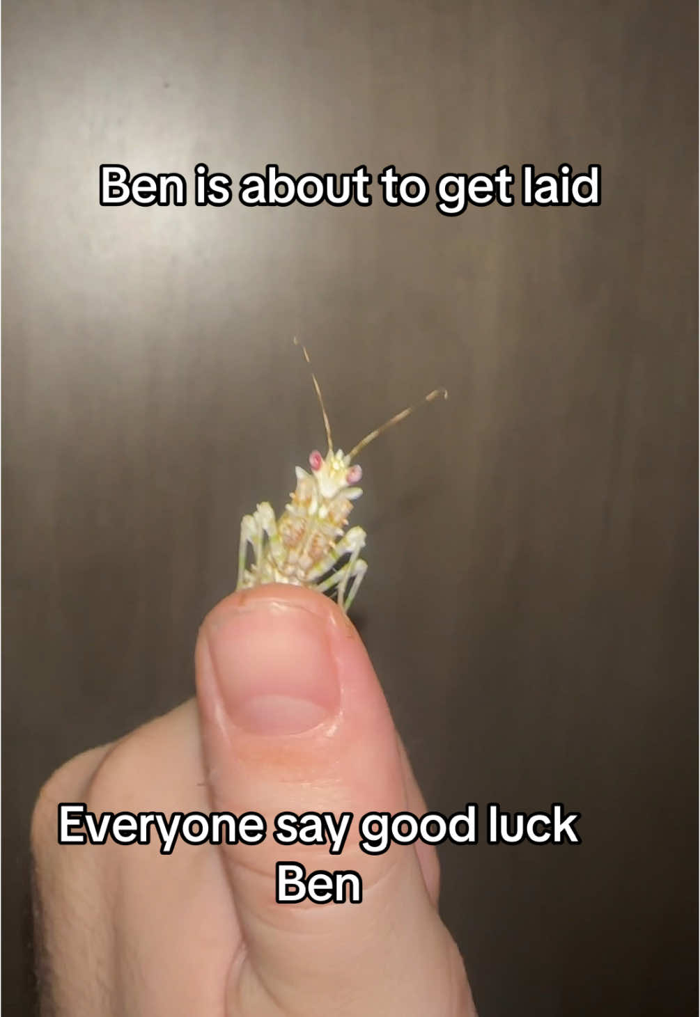 He might not make it out but I’ll do my best to make sure he does 🫡 #bugtok #bugsoftiktok #buggin #labubu #mantis #spinyflowermantis 