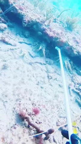 #spearfishing #diving #foryoupage #fisherman #fypage #fish #follower #fyppppppppppppppppppppppp #follow #fypp #underwater #foryou #fyp #fishing #viraltiktok #fishinglife #viralvideo 