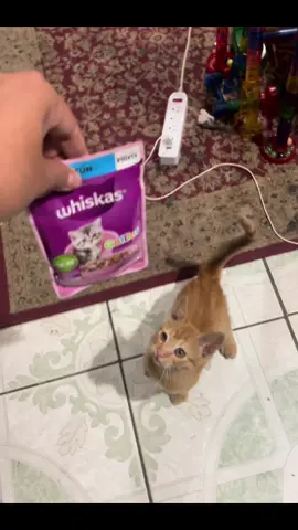 Todos los gatos prefieren whiskas @Whiskas #gatos #gatitos #cat #catsoftiktok #gato 