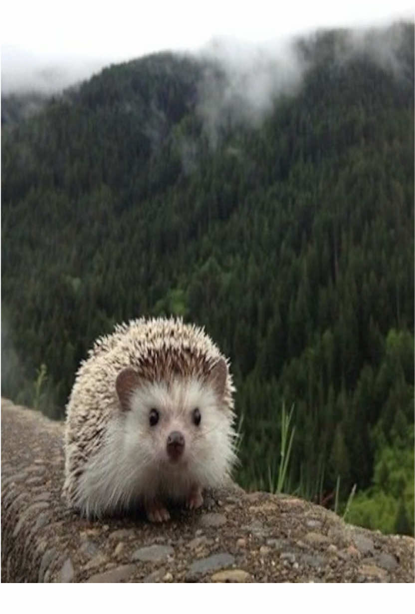 #hedgehog 