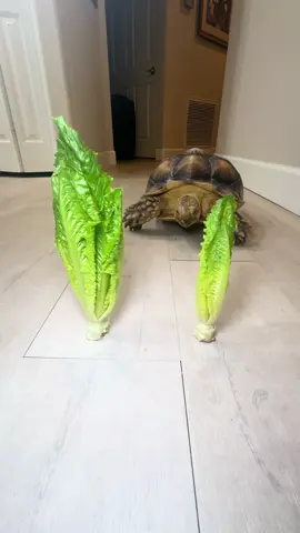 Saw a crumb on the ground…had to take a pause and check it out #tortoise #pets #asmr #satisfyingsounds #asmrfood 