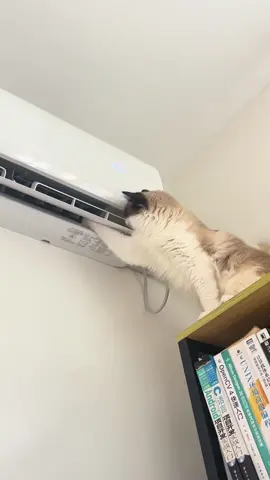 #cat 