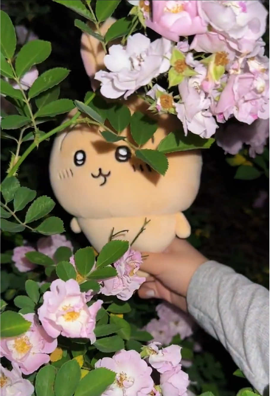 Cuteness attack (òwÓ) #chiikawa #chiikawamerch #plushtoys #plushdoll #cute #kawaii