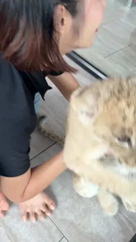 #lion #chalong #phuket 