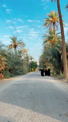 طريق العشق الحسيني  الديوانية قضاء المهناوية 12 صفر 1447هــ منطقة ابو چفوف #المصور_علي_سليم #علي_سليم #الديوانية #المهناويه 