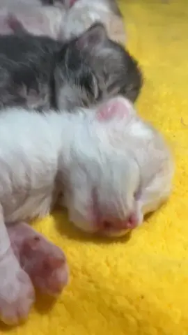 cute 🥰 #cats #cat #cute #fyp 