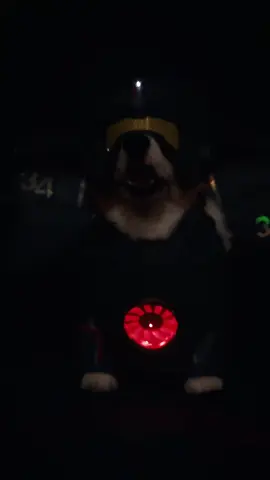 Today is “Gipsy Danger “#cosplay #tiktok #fyp #corgi  #viral #gipsydanger  #pacificrim 