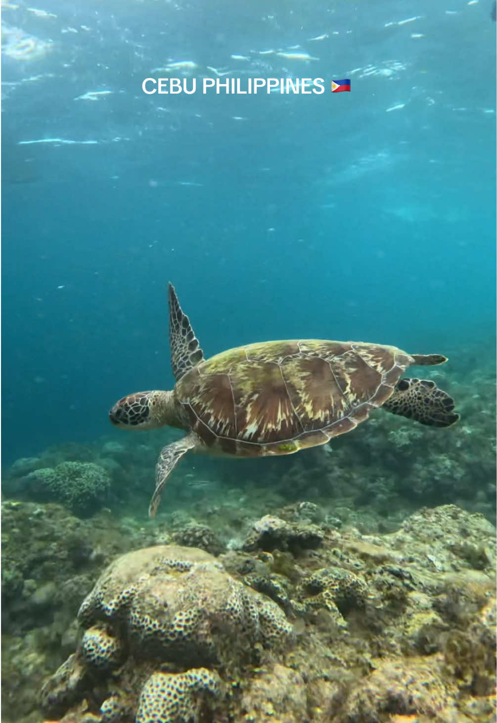 Where the waves whisper and time stands still — the sea, in its quiet peace #cebu #philippines #philippinestiktok #travel #turtles #oceanlife 