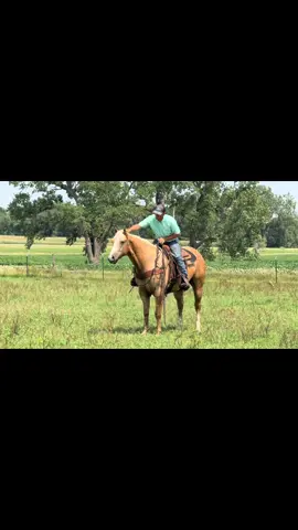 We seriously love this beautiful animal! He’s offered for sale at Sundance select horse sale! Lot 50 Aug. 30th #lynchperformance #buyconfidence #buylynchperformance 