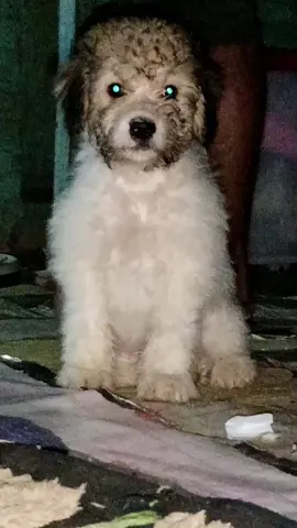baby dog