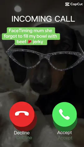 #henrythedacshund #foryourpage❤️❤️ #weenlife🐶 beef#jerky#facetimingmom 