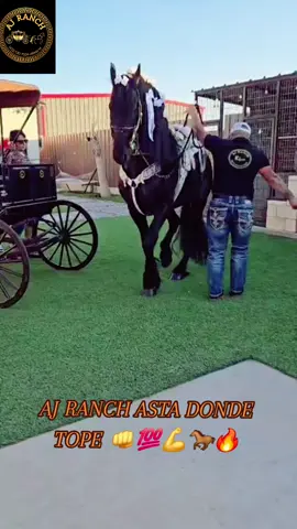 PURO AJ RANCH ASTA DONDE TOPE 👊💯💪🐎🔥 #caballos #caballosbailadores #rancho #PUROPINCHIAJRANCH #odessatx 