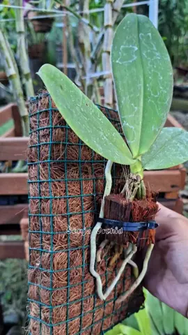 Anggrek bulan media sabut kelapa , happy gardening💗 #CapCut #phalaenopsis #anggrekbulan #sabutkelapa #mediatanam #gardening 