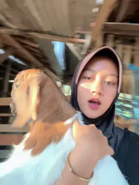 Spill kambing kesayangan kalian 🤣 #fypage #fyppppppppppppppppppppppp #peternakmuda #kambing #4u #xybca 