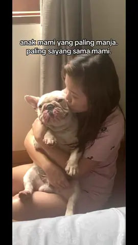 💜💙💛🩷 #frenchie #frenchbulldog 