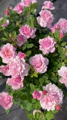 ของแทร่ต้องสีนี้…. #ทาสกุหลาบ #คนรักกุหลาบ #กุหลาบ #rose #sophierochasrose 