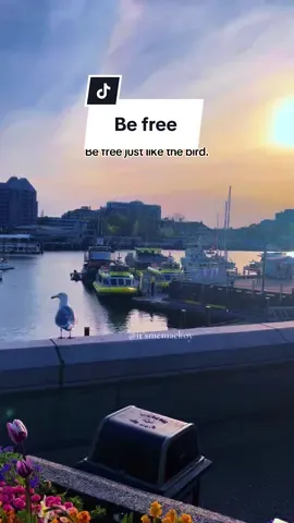 Be free just like the bird. #nature #bc #victoria #place #beauty #beautiful #calm #relax #travel #travelcanada #bird #sunset #free #freelikeabird #fy #fyp #foryou #canada_life🇨🇦 #canadatiktok #traveltiktok 