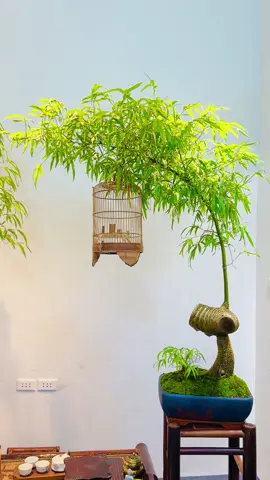 #trebonsai88 #trebonsaiviet #trebonsai 