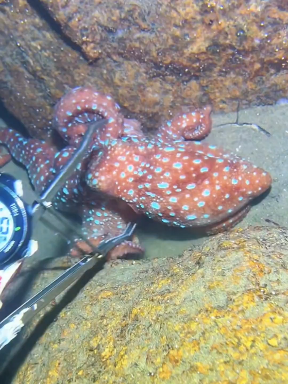 #diving #crab #catchthesea #seaside #seafood #fish #eel #lobster #seangsolofishing