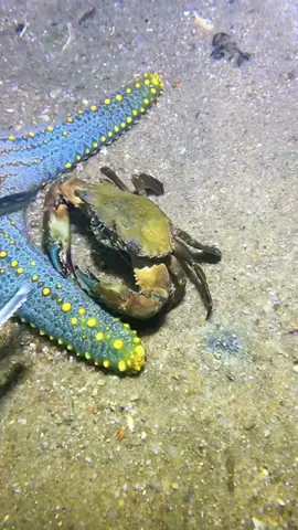 #diving #crab #catchthesea #seaside #seafood #fish #eel #lobster #seangsolofishing