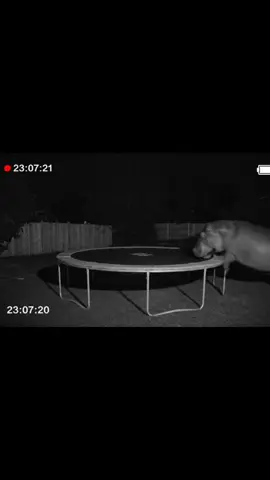 I just checked the home security cam and caught this unicorn 🦄 on the trampoline… glad they’re enjoying! LOL @Ring  #unicorn #ringdoorbell #ring #unicorns #trampoline 