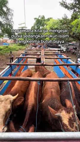 Tetap semangat bolo 🤝😇 #fattening #sapiqurban #peternakmuda #peternaksapiindonesia #fyp #lewatberanda #bakalan #blantiksapi #sapilimosinsuper 