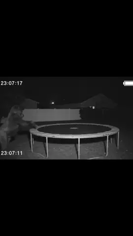 I just checked the home security cam and caught this unicorn 🦄 on the trampoline… glad they’re enjoying! LOL @Ring  #unicorn #ringdoorbell #ring #unicorns #trampoline 