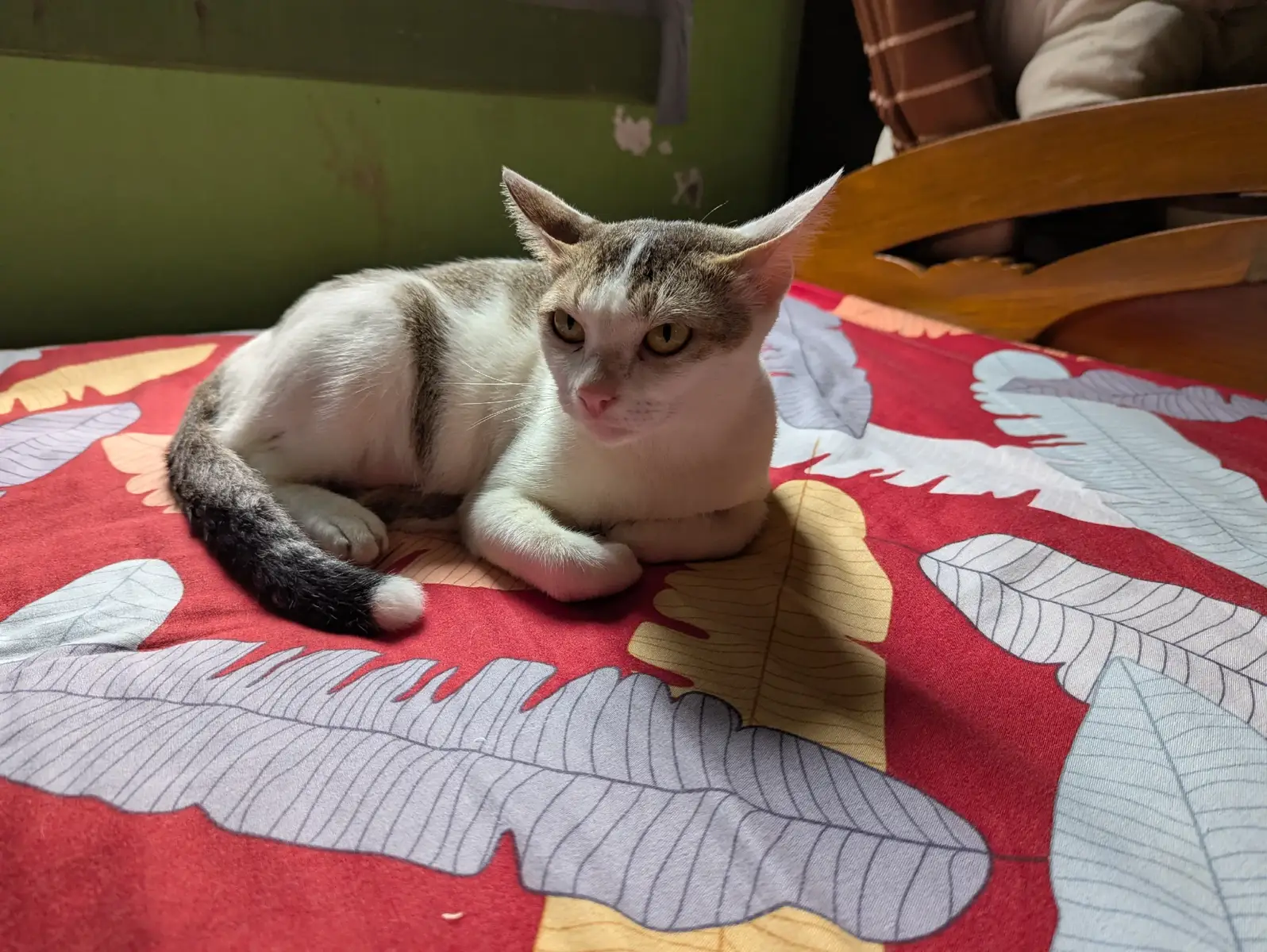 My cutie ❤️ #catlover #fyp #foryou 